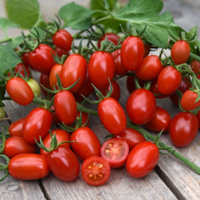 Plommontomat F1 'Celano' klassisk röd oval liten tomat