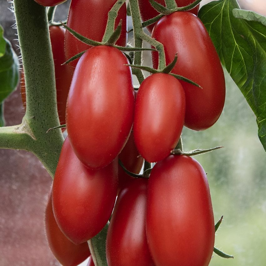 Plommontomat F1 'Ravello', Täta klasar av klart röda, ovala tomater på ca 20 gram.