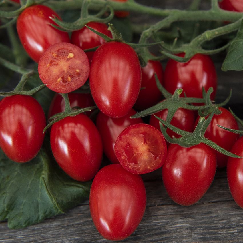 Plommontomat F1 ''''Modus'''', glänsande röda, 4-5 cm stora frukter i långa klas