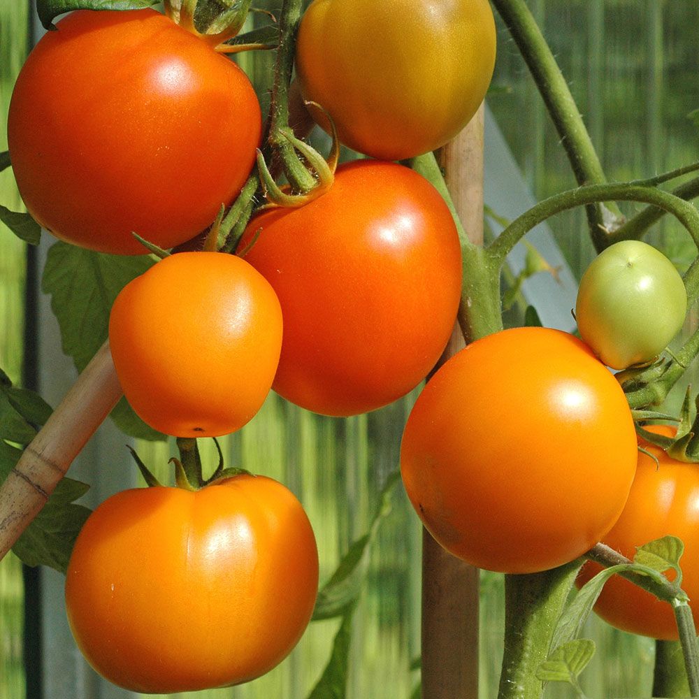 Tomat 'Zloty Ozarowski' orange medelstor tomat, saftig och smakrik