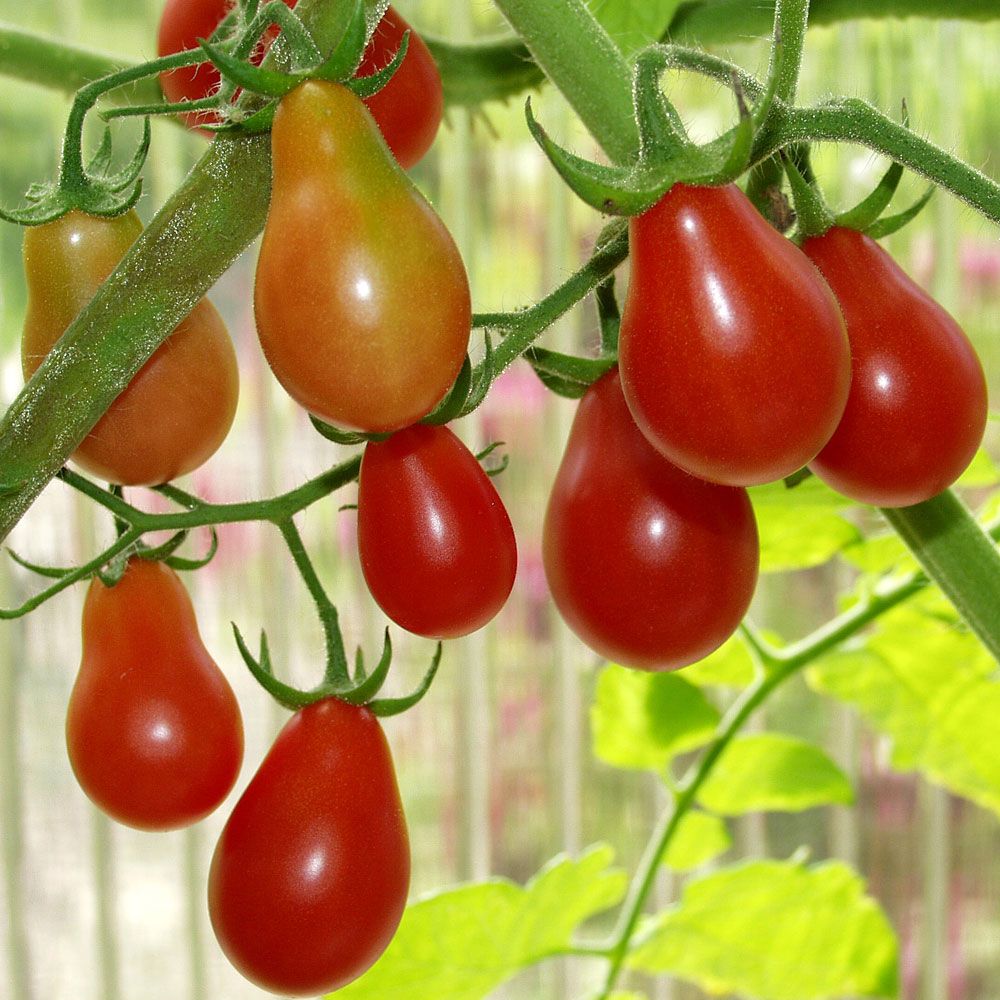 Pärontomat 'Red Pear' röda små päronformade tomater