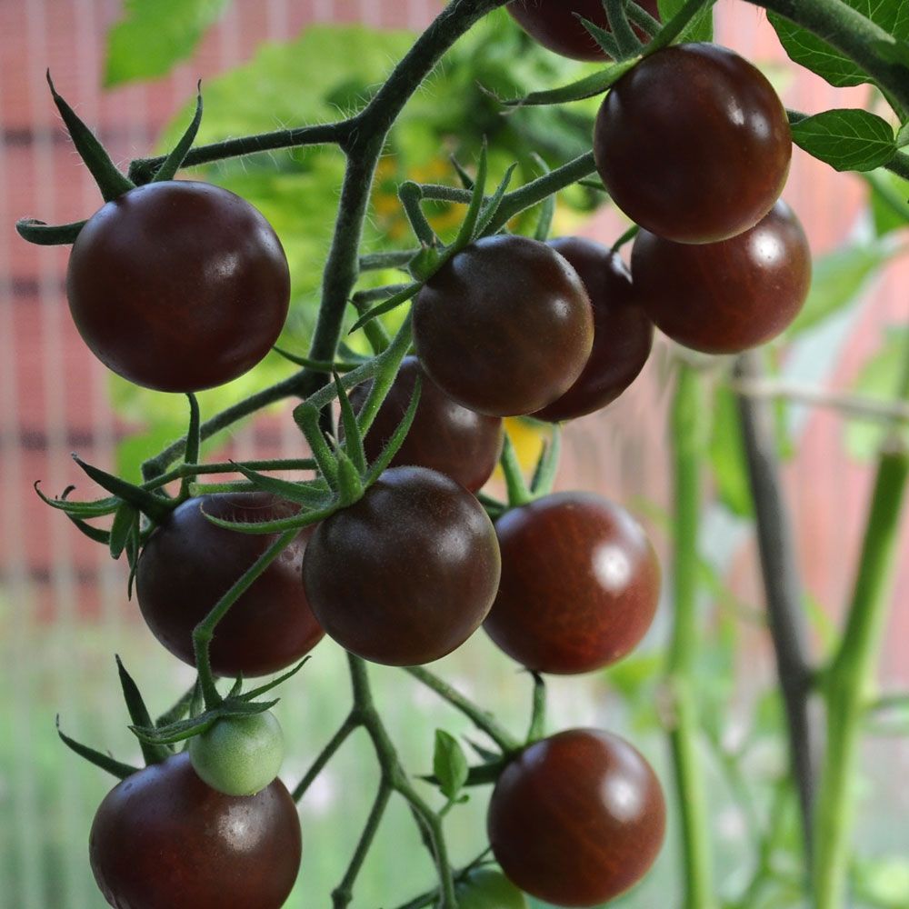 Körsbärstomat 'Black Cherry', mörkt brunröda, runda tomater