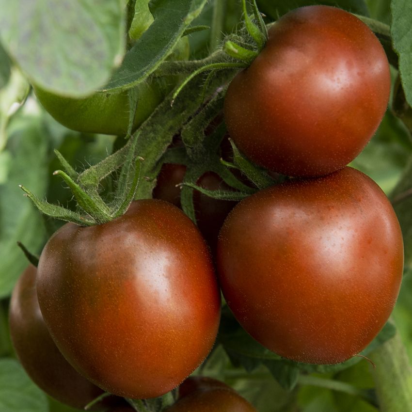 Tomat ''Black Prince'', blodröda, sotade tomater med mörkt marmorerat fruktkött.