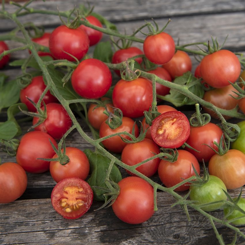 Körsbärstomat F1 'Pink Charmer' röda små tomater, riklig mängd per kvist