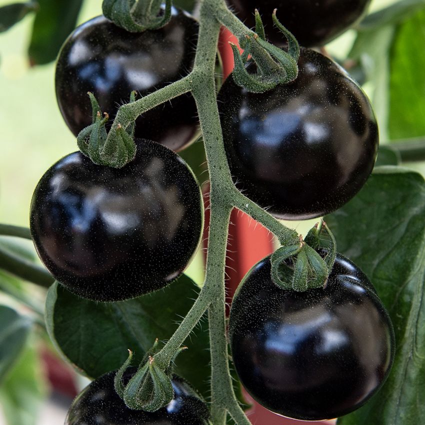 Tomat 'Blackball', frukter på ca 50 gram med väl genomfärgat, saftigt fruktkött och delikat smak.