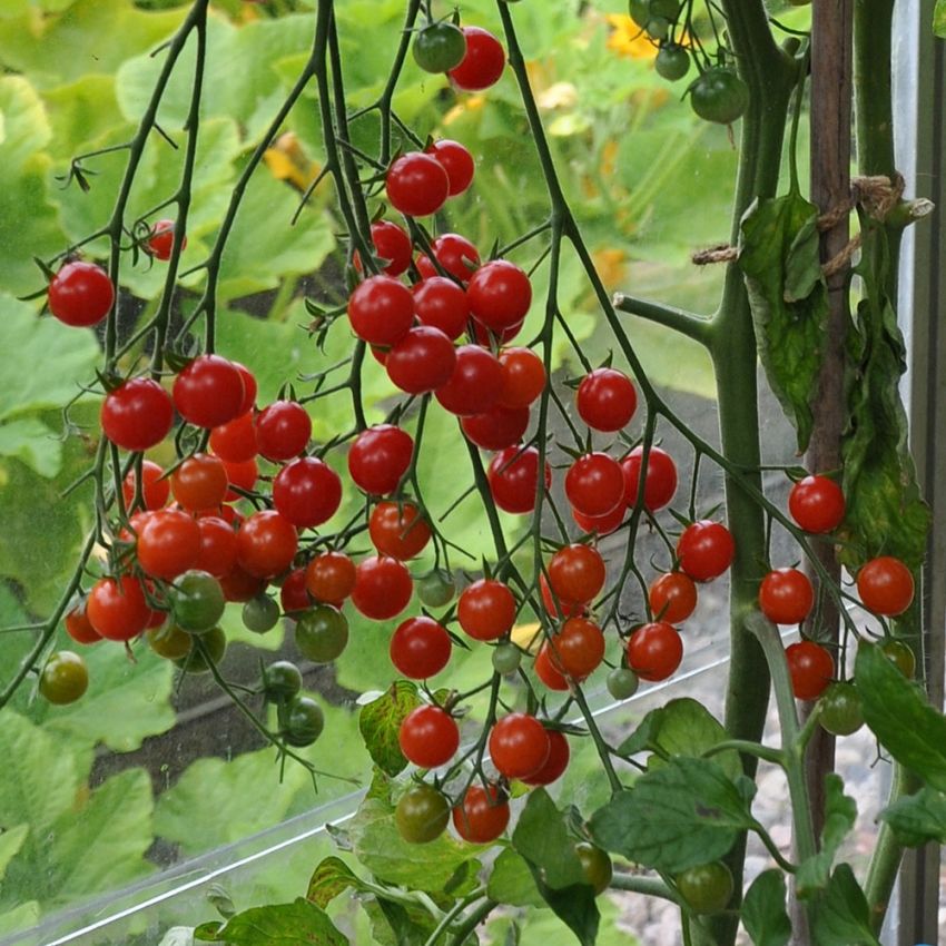 Körsbärstomat 'Sweetbaby' mängder av små runda, söta tomater