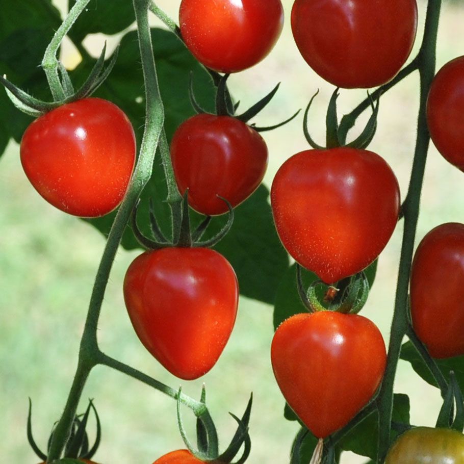 Körsbärstomat F1 'Gardenberry' hjärtformade röda tomater