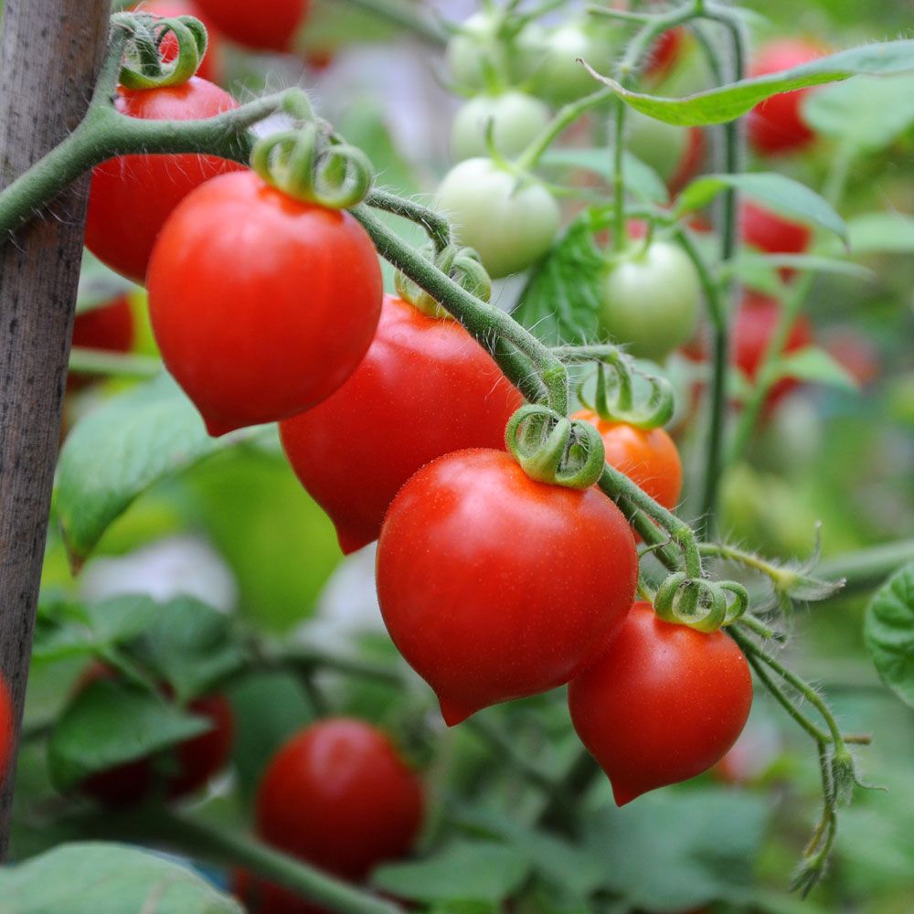 Körsbärstomat F1 'Heartbreaker Vita', Droppformade klarröda små tomater