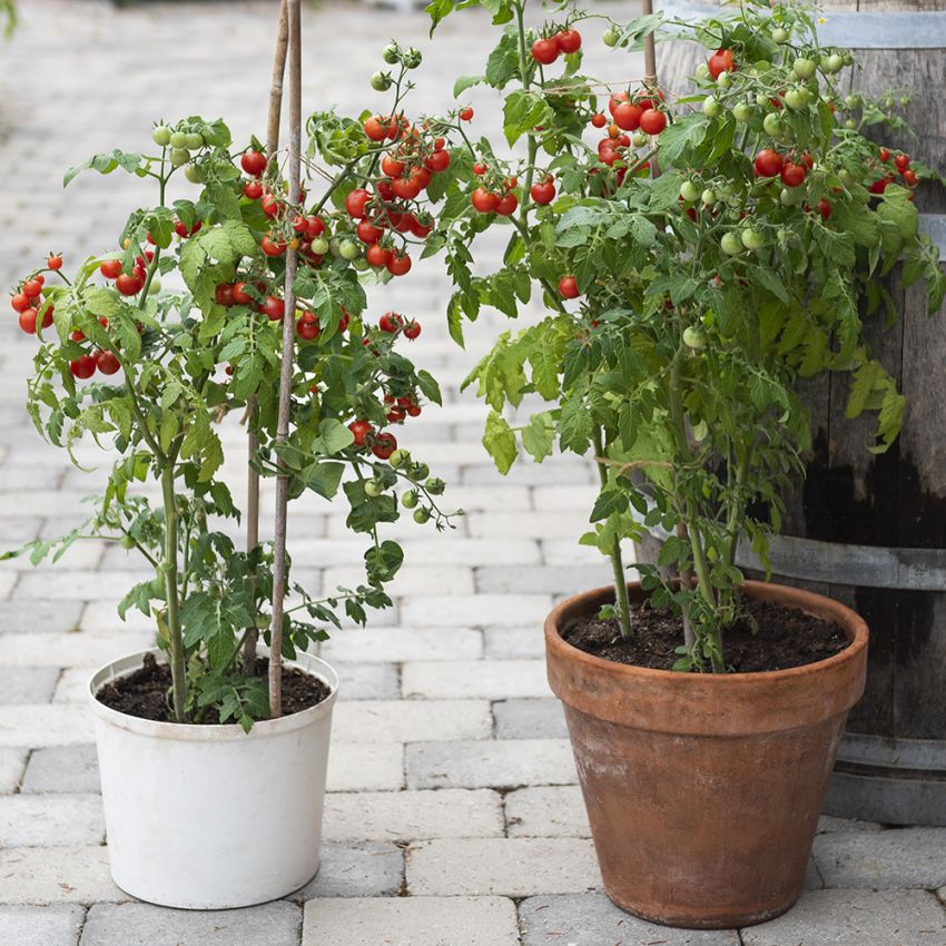 Körsbärstomat ''''Veranda Red'''' små röda körsbärstomater på en buskig planta