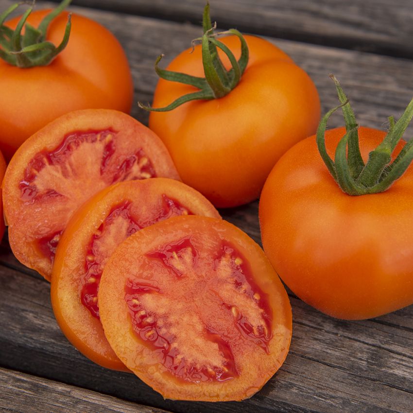 Tomat ''Zlatava'', Djupt orange, något plattrunda, saftiga tomater.