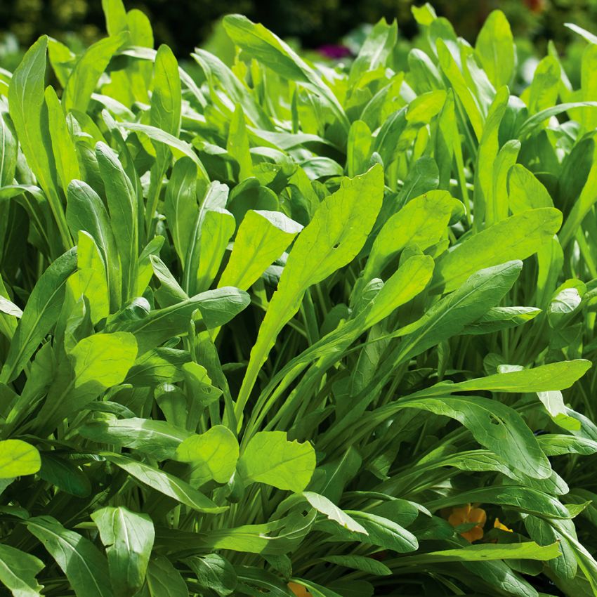 Mibuna F1 'Green Spray', Täta buketter av tunna gröna rundade blad, 