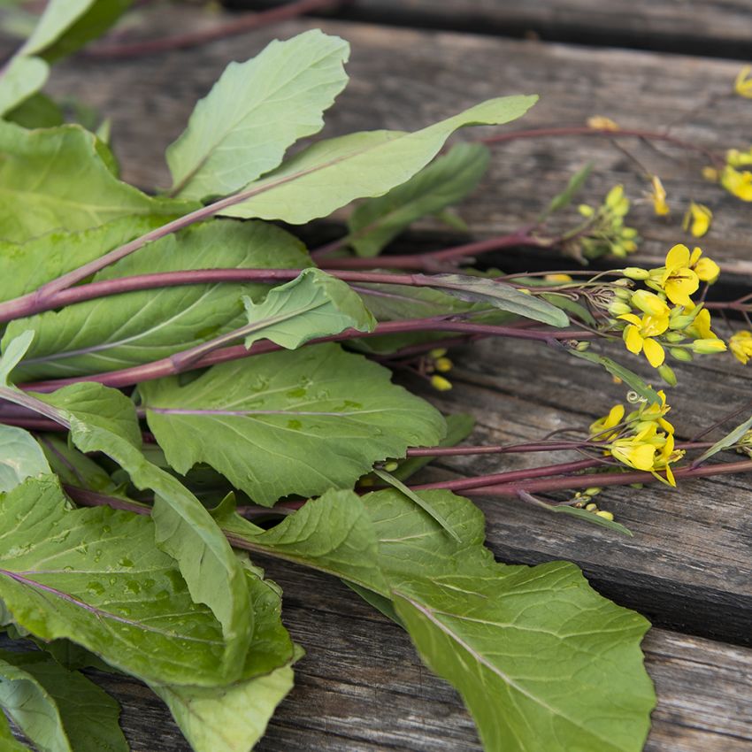 Blomsellerikål 'Hon Tsai Tai' violettröd kålväxt med sröda blad