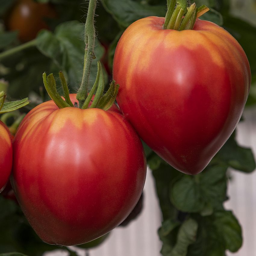 Plommontomat ''Herodes'', Stora, hjärtformade tomater av Oxheart-typ.