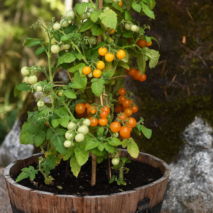 Körsbärstomat ''Venus'' små gula och orange tomater som växer i klasar