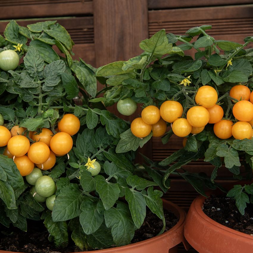 Körsbärstomat 'Aztek', kompakt kruktomat med små, runda, solgula frukter på ca 10 gram.
