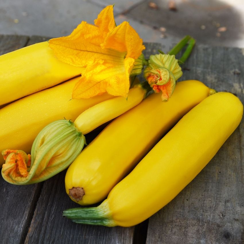 Squash 'Goldy' cylindriska avlånga gyllengula zucchinis