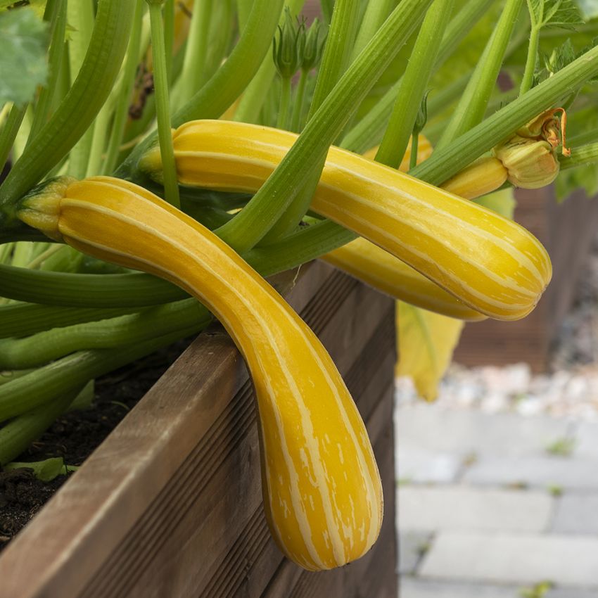  Squash F1 'Sunstripe' Gulrandig zucchini som är lite böjd i formen 