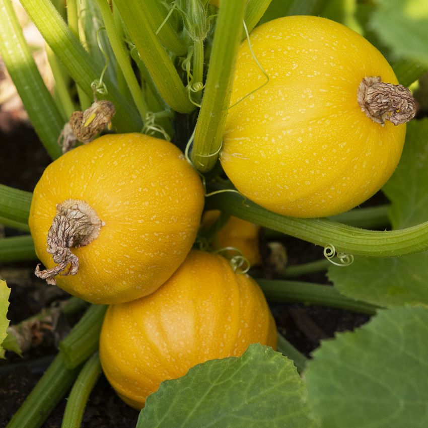 Squash F1 ''Midas'', Helt runda, solgula frukter med gräddvitt, krispigt fruktkö