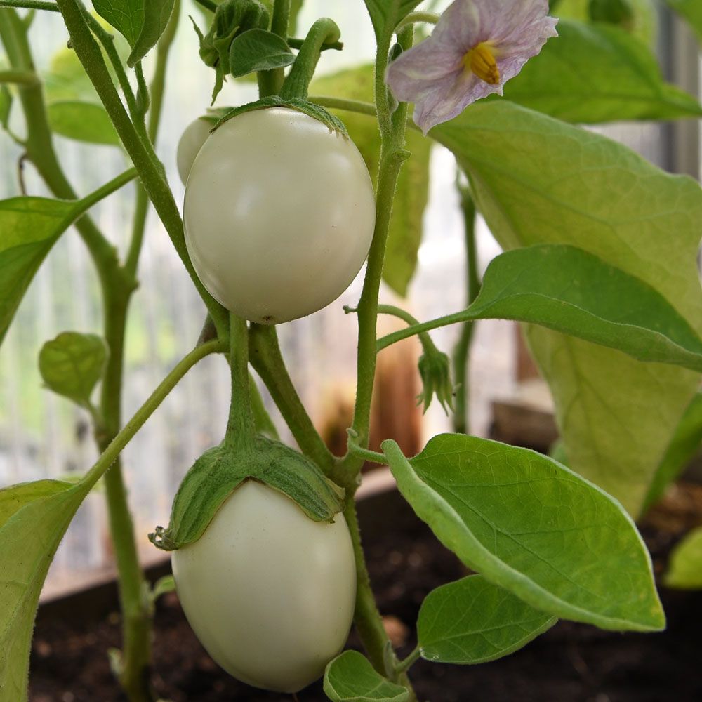 Aubergin ''Blanche Ronde Á Oeuf'' vita äggformade mindre frukter, ljuslila blomm