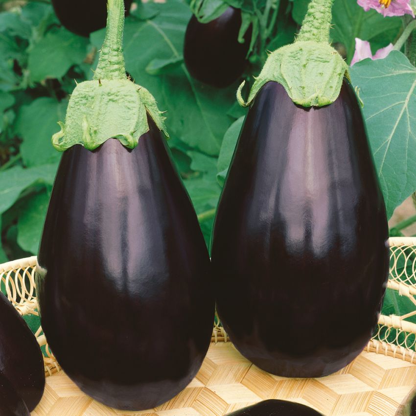 Aubergin ''Black Beauty'' droppformad svart, med stora blad och växer på stam