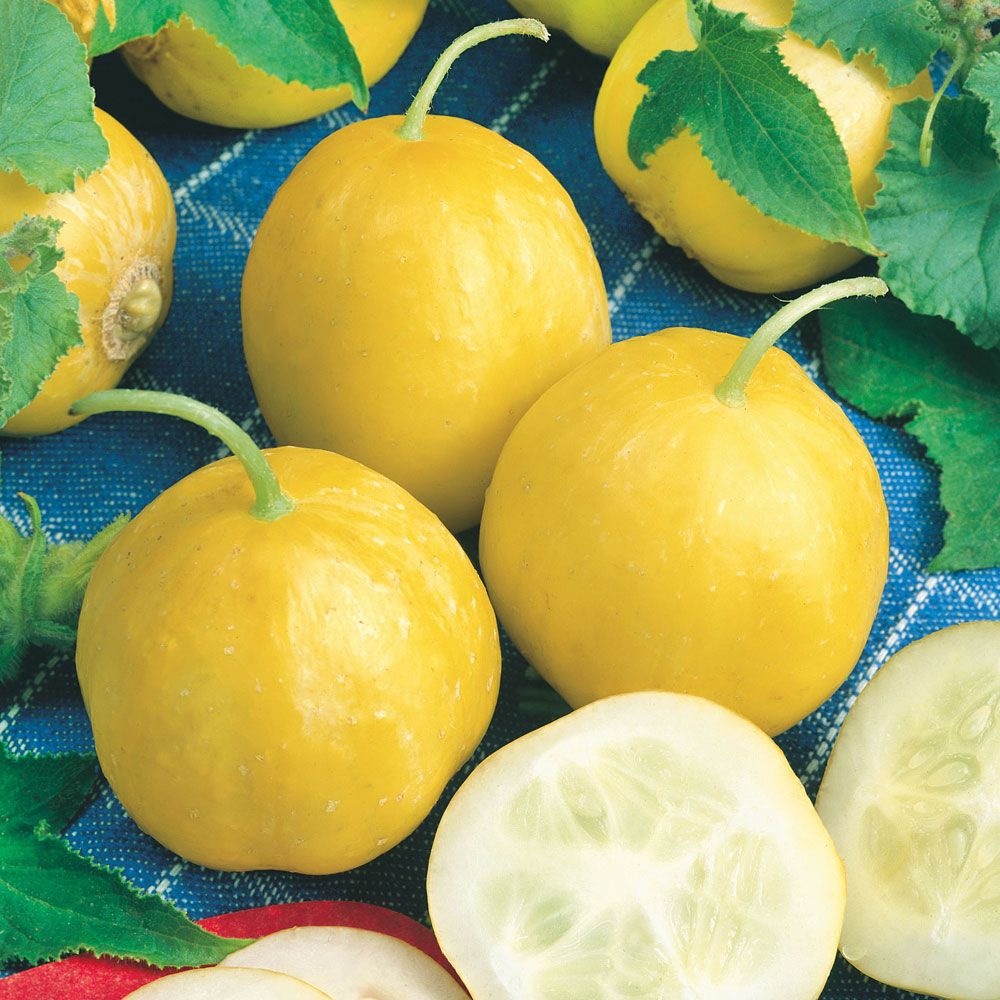 Äppelgurka 'Lemon' en rund solgul gurka med ljust fruktkött