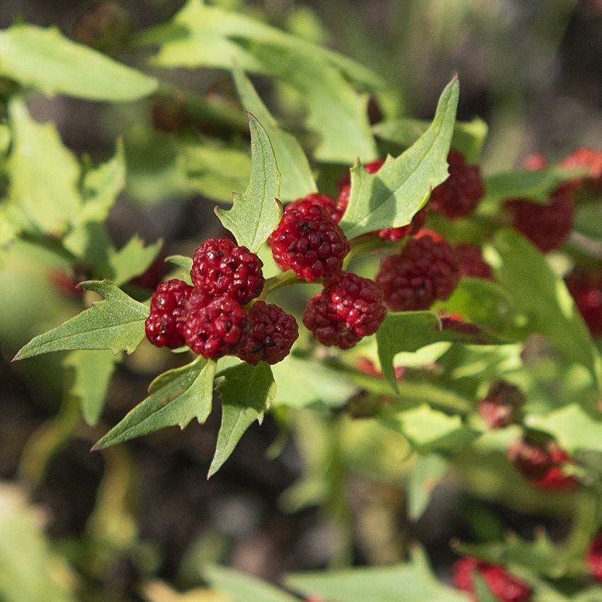 Bärmålla 'Strawberry Sticks' grönt bladverk med djupröda ätliga bär