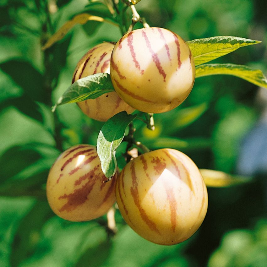 Pepino - små gulbruna frukter i tomatsläktet.