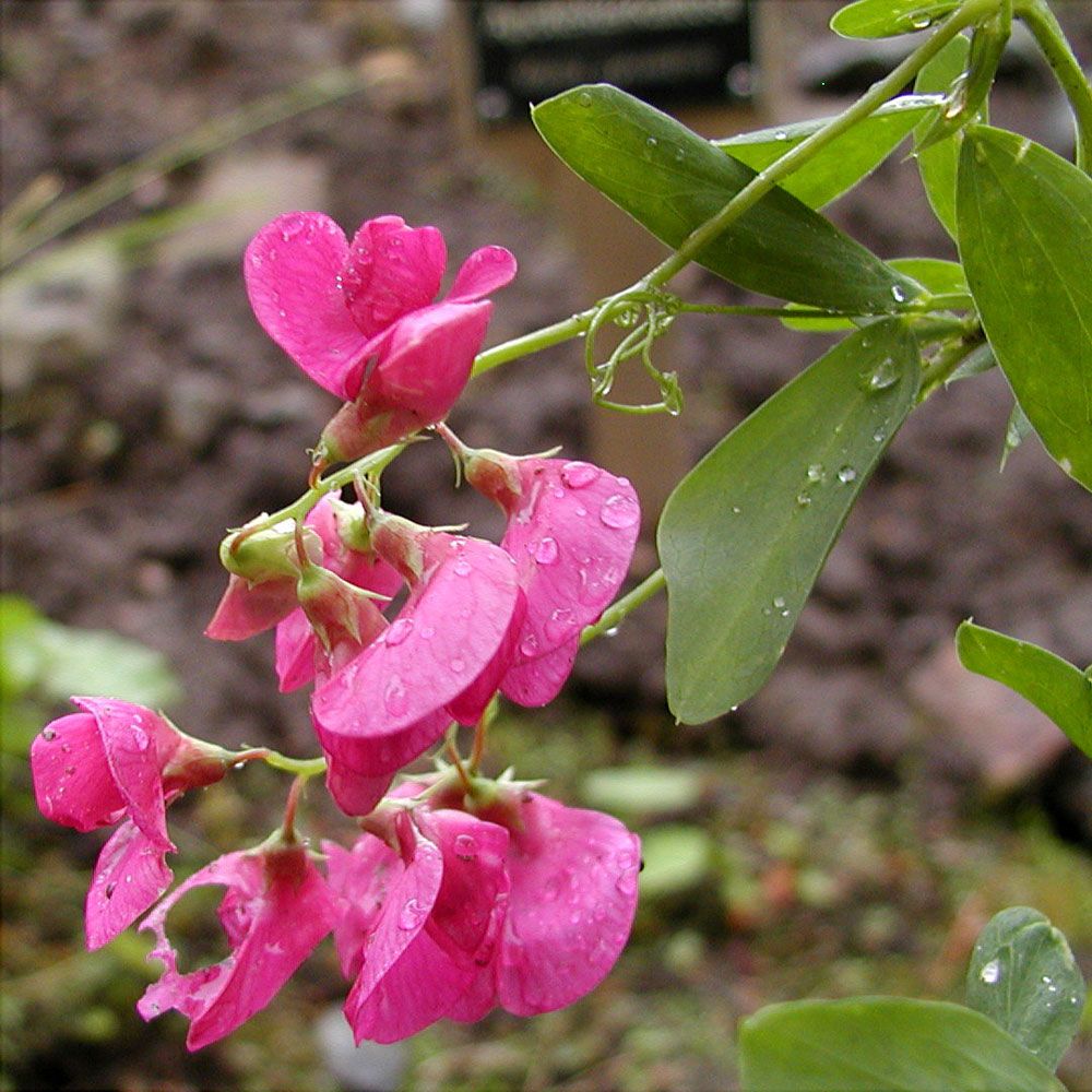 Knölvial med sina ärtliknande, ätliga  rosa blommor. 
