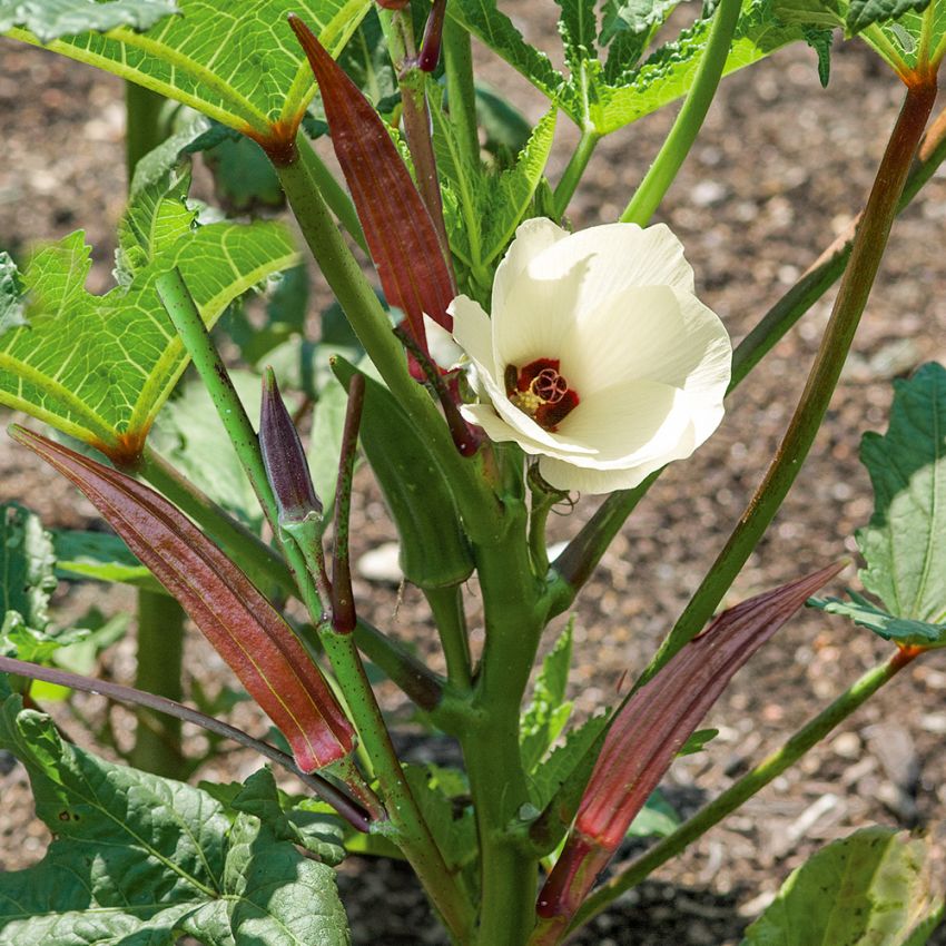 Okra 'Burgundy' Stora ljusgula blommor med mörkröda skidor som är ätbara 