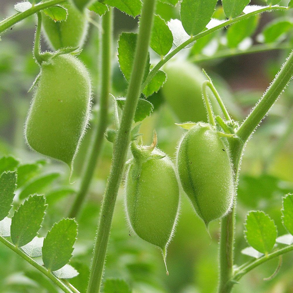 Kikärt 'Principe' små ljusgröna bönor som växer en och en på en slingrig stjälk