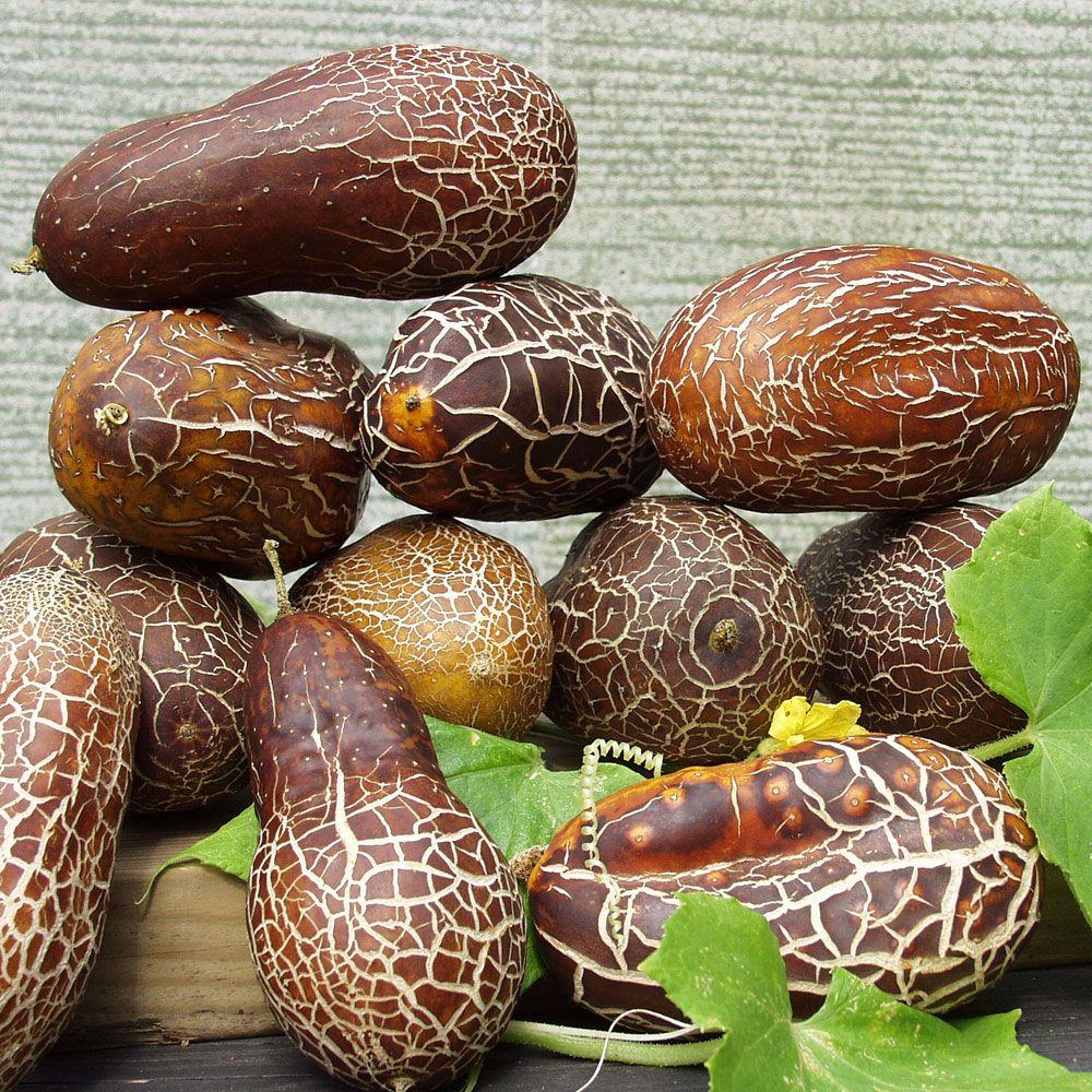 Sikkimgurka tillhör gurkfamiljen men ser ut som en avlång brun nöt i karaktären 