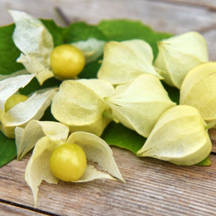 Gyllenbär 'Preciosa' - gula små frukter i i en liknande japansk lykta