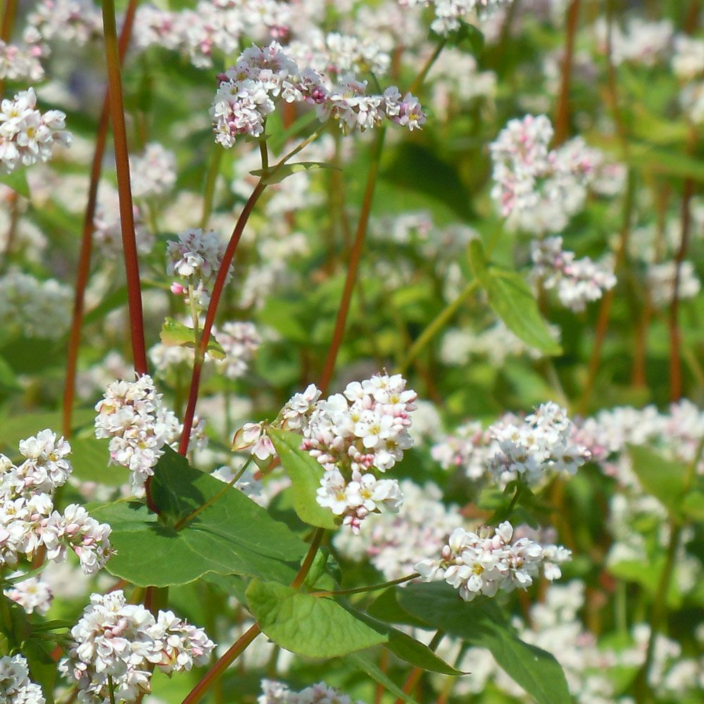 Bovete med sina små blommir med inslag av vitt och ljusrosa