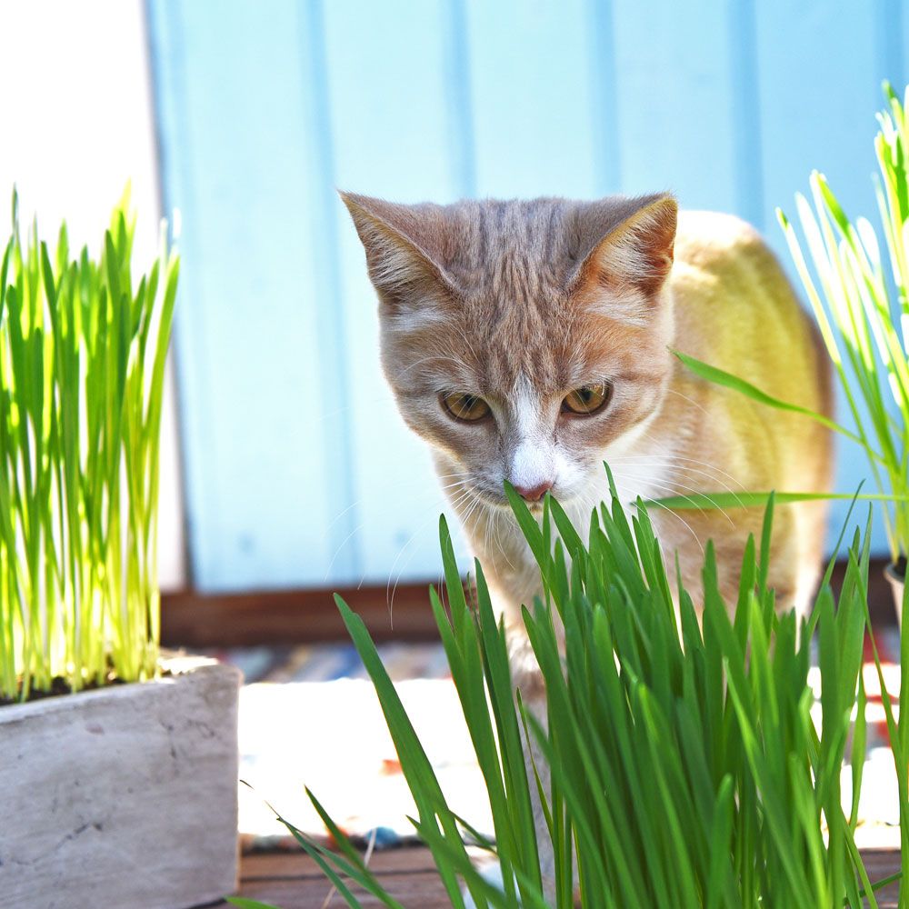 Kattgräs klargrönt vackert gräs som uppskattas av katter