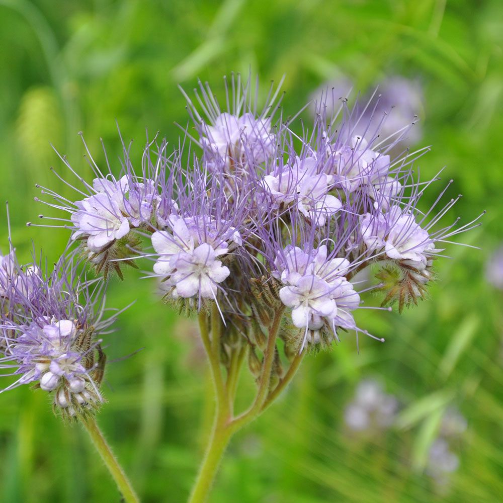 Honungsfacelia lila små blommor med flera blommor på samma stjälk