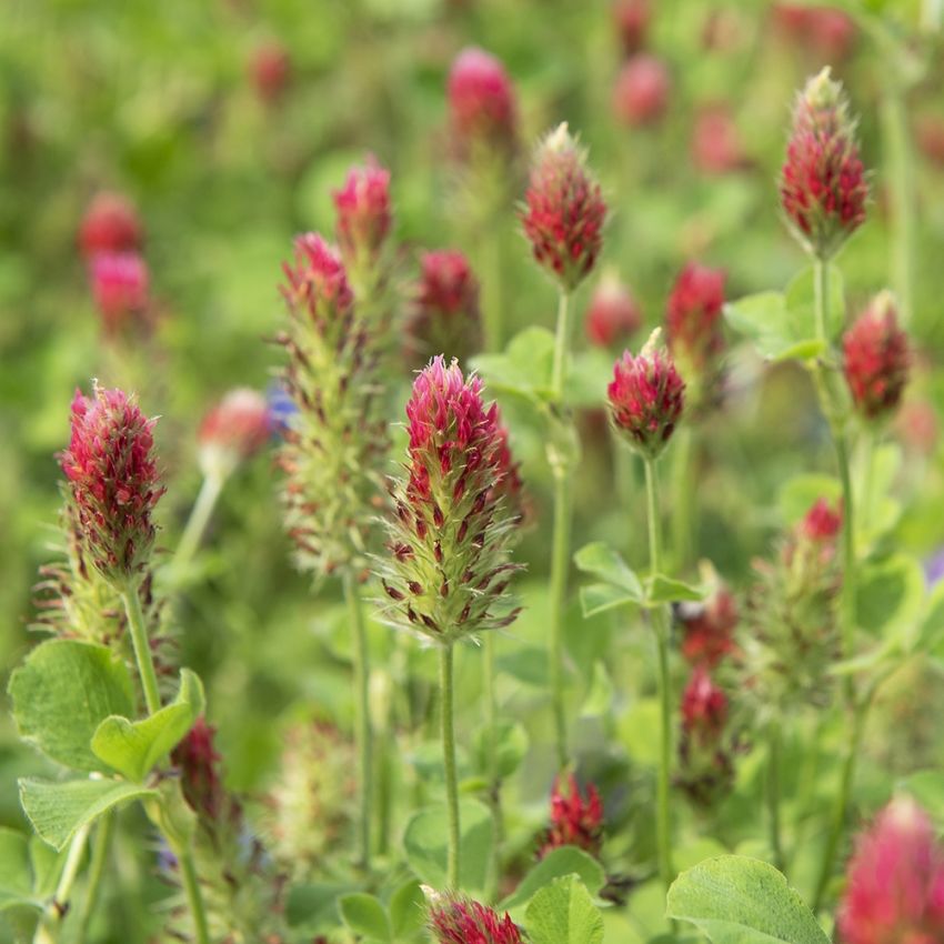 Blodklöver med sina avlånga ceriseröda blommor