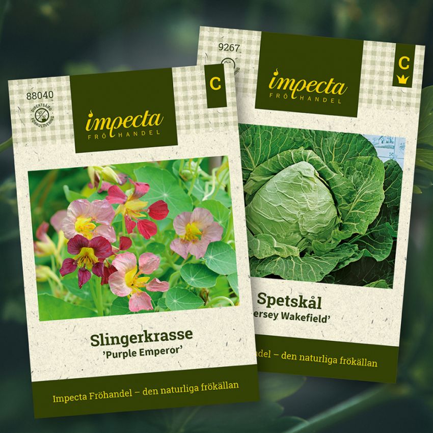 Spetskål och slingerkrasse samplantering