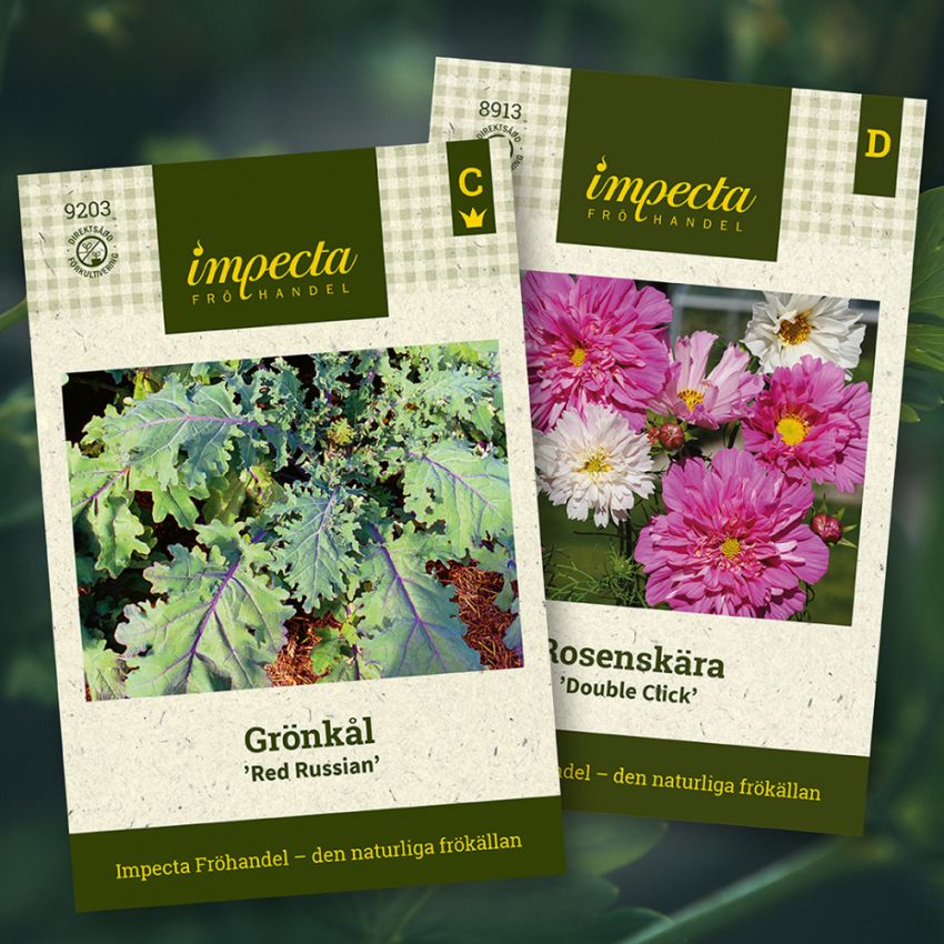 Grönkål & Rosenskära i gruppen Tips / Sara Bäckmos favoriter / Sara Bäckmo - Samplantera blommor och grönsaker hos Impecta Fröhandel (H1006)