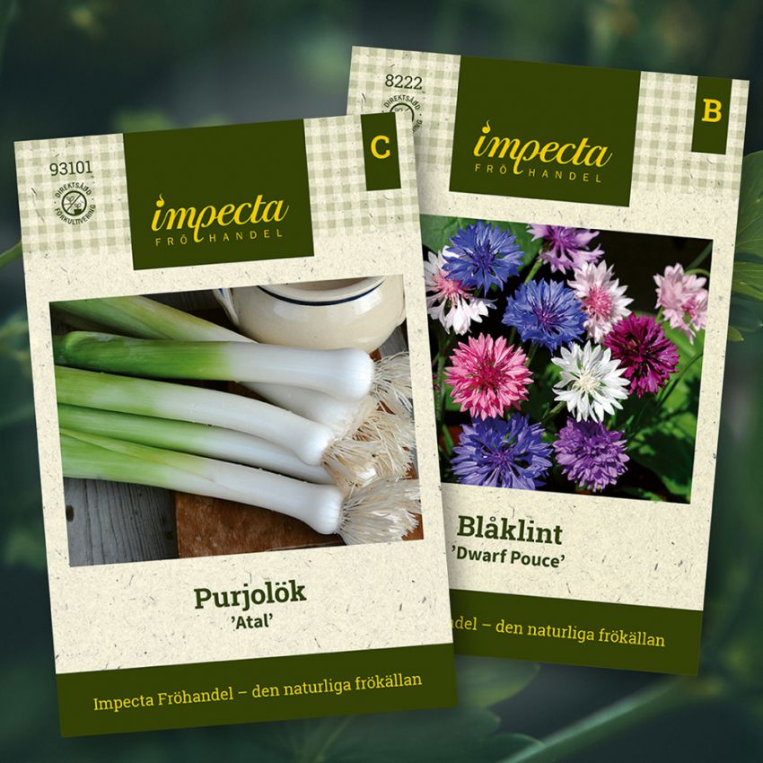 Purjolök & Blåklint i gruppen Tips / Sara Bäckmos favoriter / Sara Bäckmo - Samplantera blommor och grönsaker hos Impecta Fröhandel (H1010)