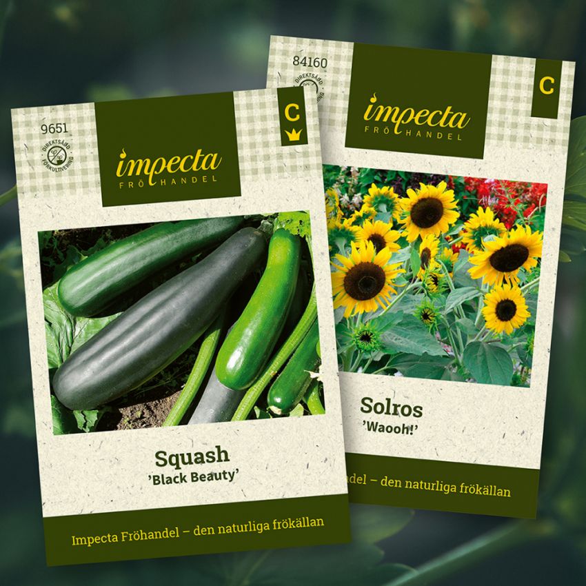 Squash & Solros i gruppen Sara Bäckmo - Samplantera blommor och grönsaker hos Impecta Fröhandel (H1013)