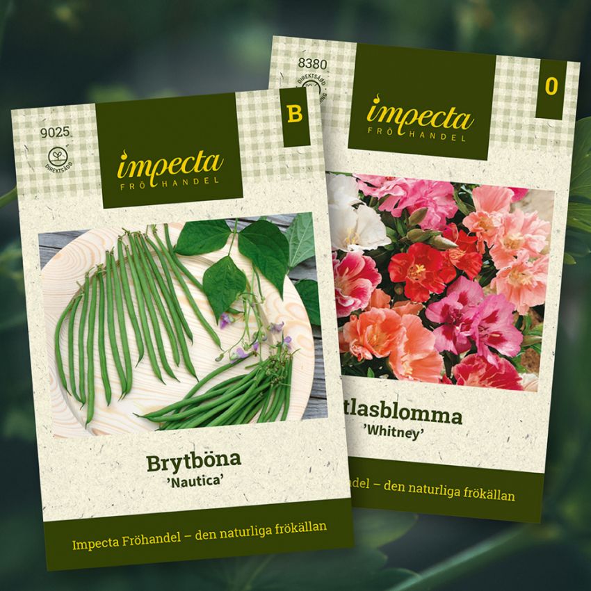 Brytböna & Atlasblomma i gruppen Sara Bäckmo - Samplantera blommor och grönsaker hos Impecta Fröhandel (H1014)