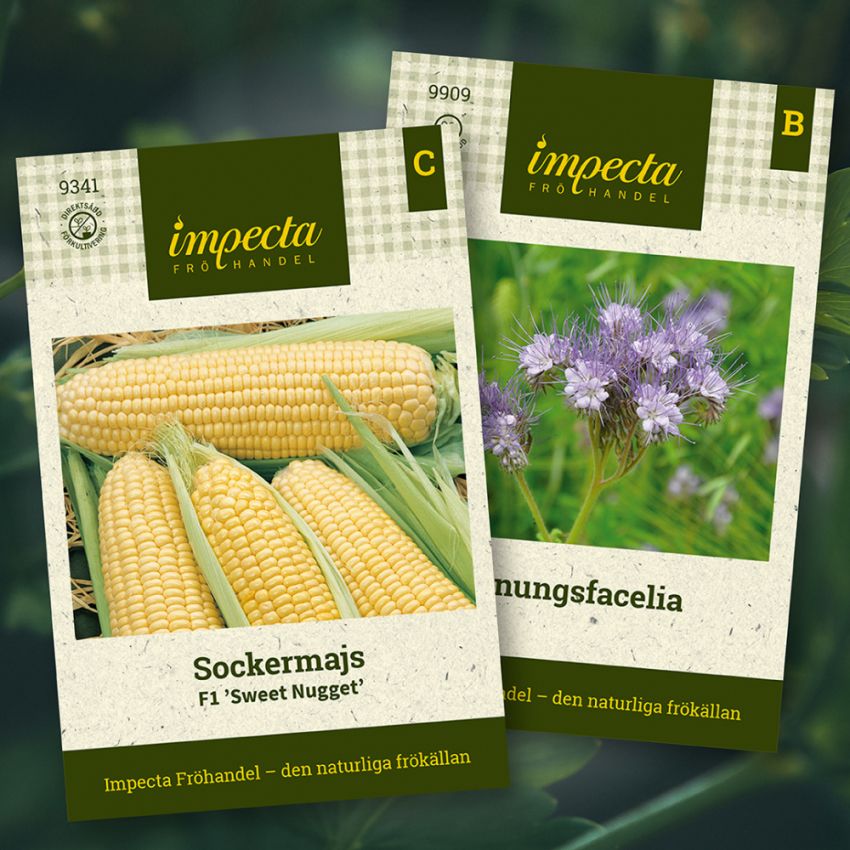 Sockermajs & Honungsfacelia i gruppen Sara Bäckmo - Samplantera blommor och grönsaker hos Impecta Fröhandel (H1016)