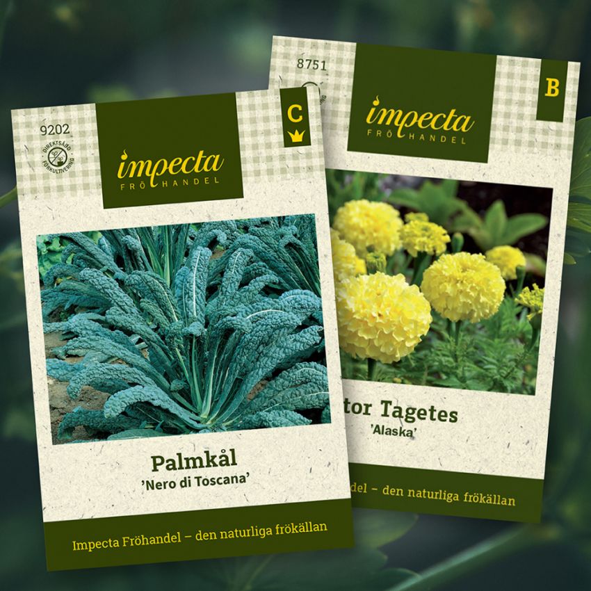 Palmkål & Stor Tagetes i gruppen Tips / Sara Bäckmos favoriter / Sara Bäckmo - Samplantera blommor och grönsaker hos Impecta Fröhandel (H1018)
