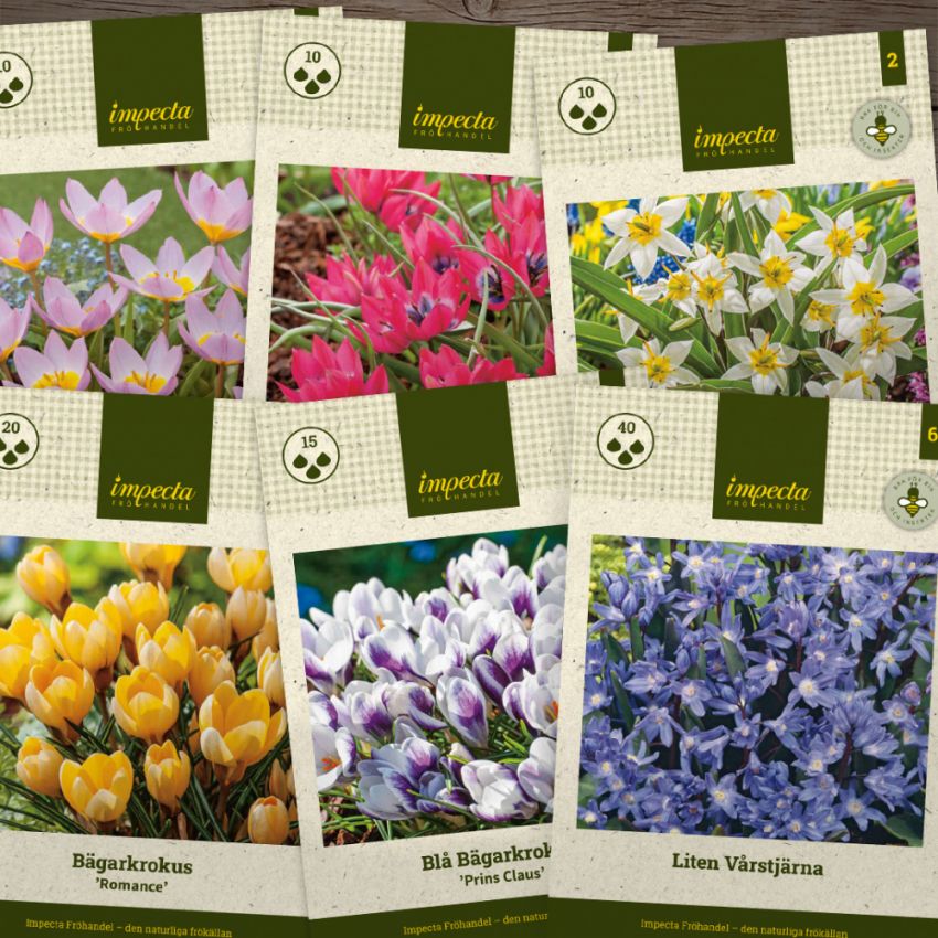 Temapaket vårblommande lökar: Tidigt vårtecken