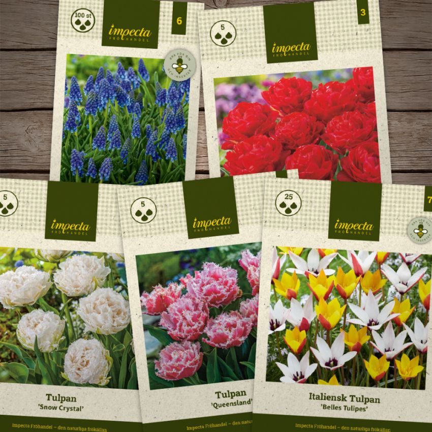 Temapaket vårblommande lökar: Färgrik elegans
