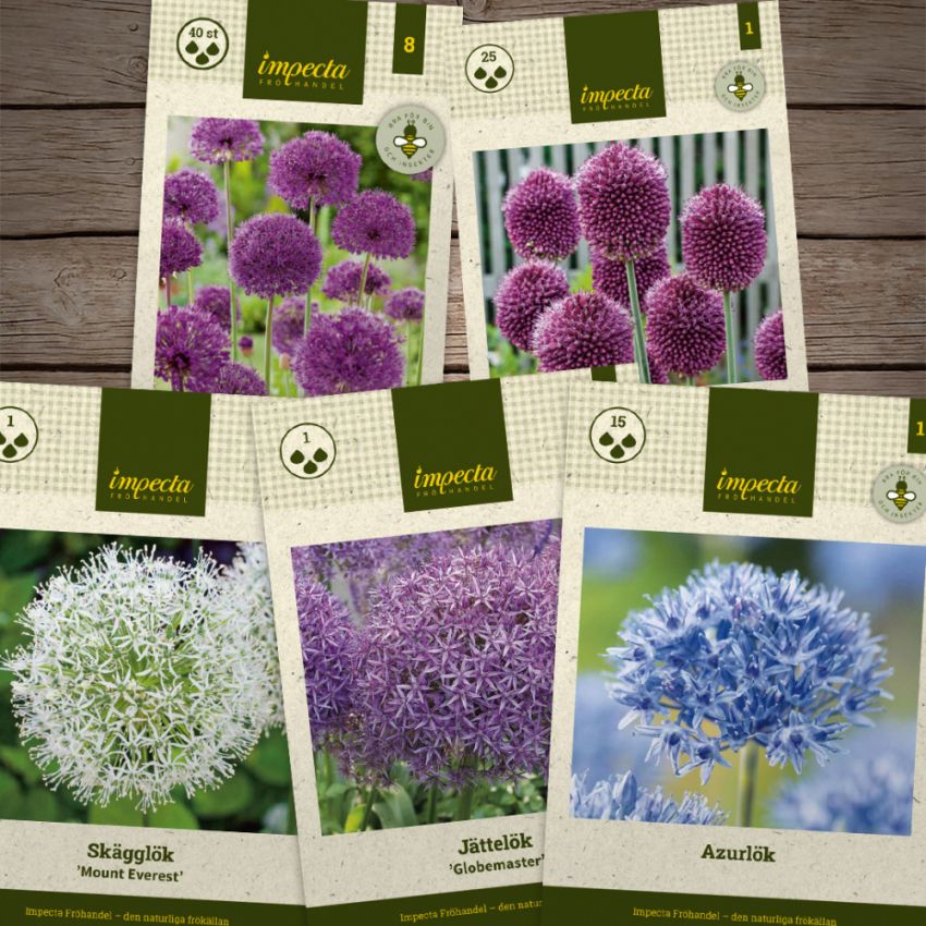 Temapaket vårblommande lök: Blommande allium