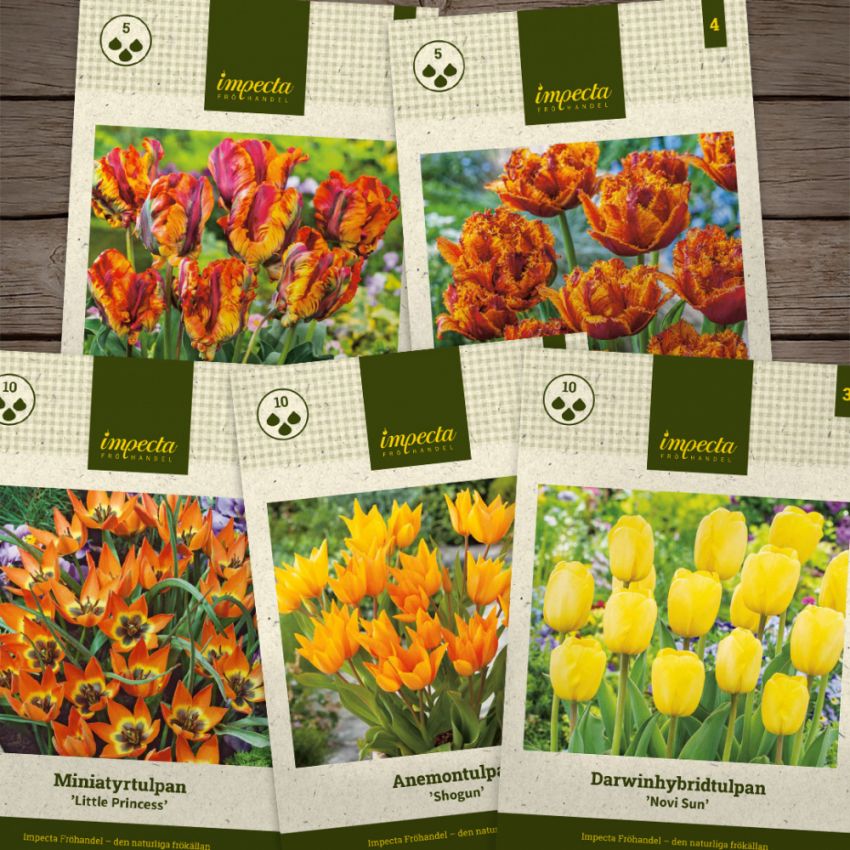 Temapaket vårblommande lök: Gyllene tulpaner