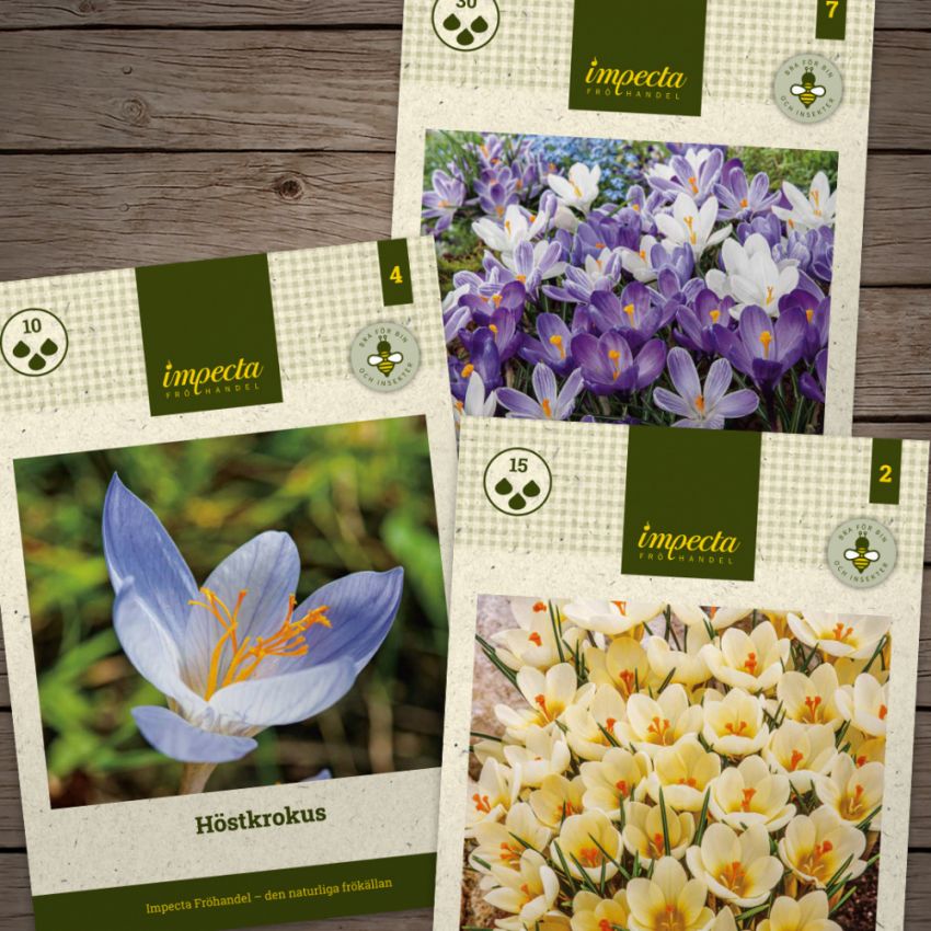 Hokus pokus - Krokus  i gruppen Tips / Lökar & Knölar / Vårblommande lökar & knölar / Temapaket lökar hos Impecta Fröhandel (H1025)