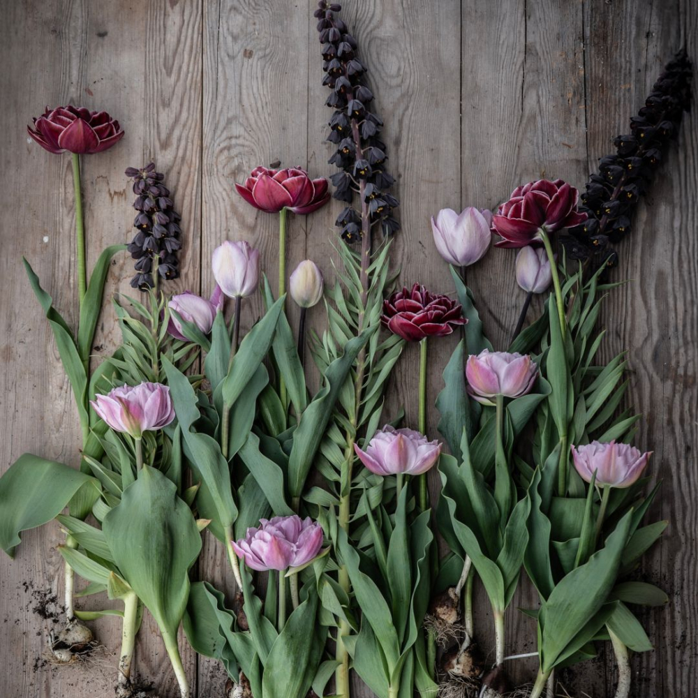 Tulpanmix 'Mörk syrenlila'