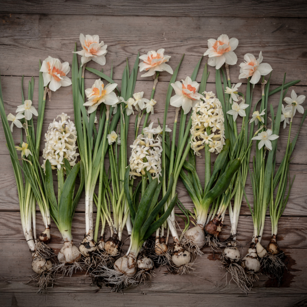 Narcissmix 'Rådjurssäkra lökar'